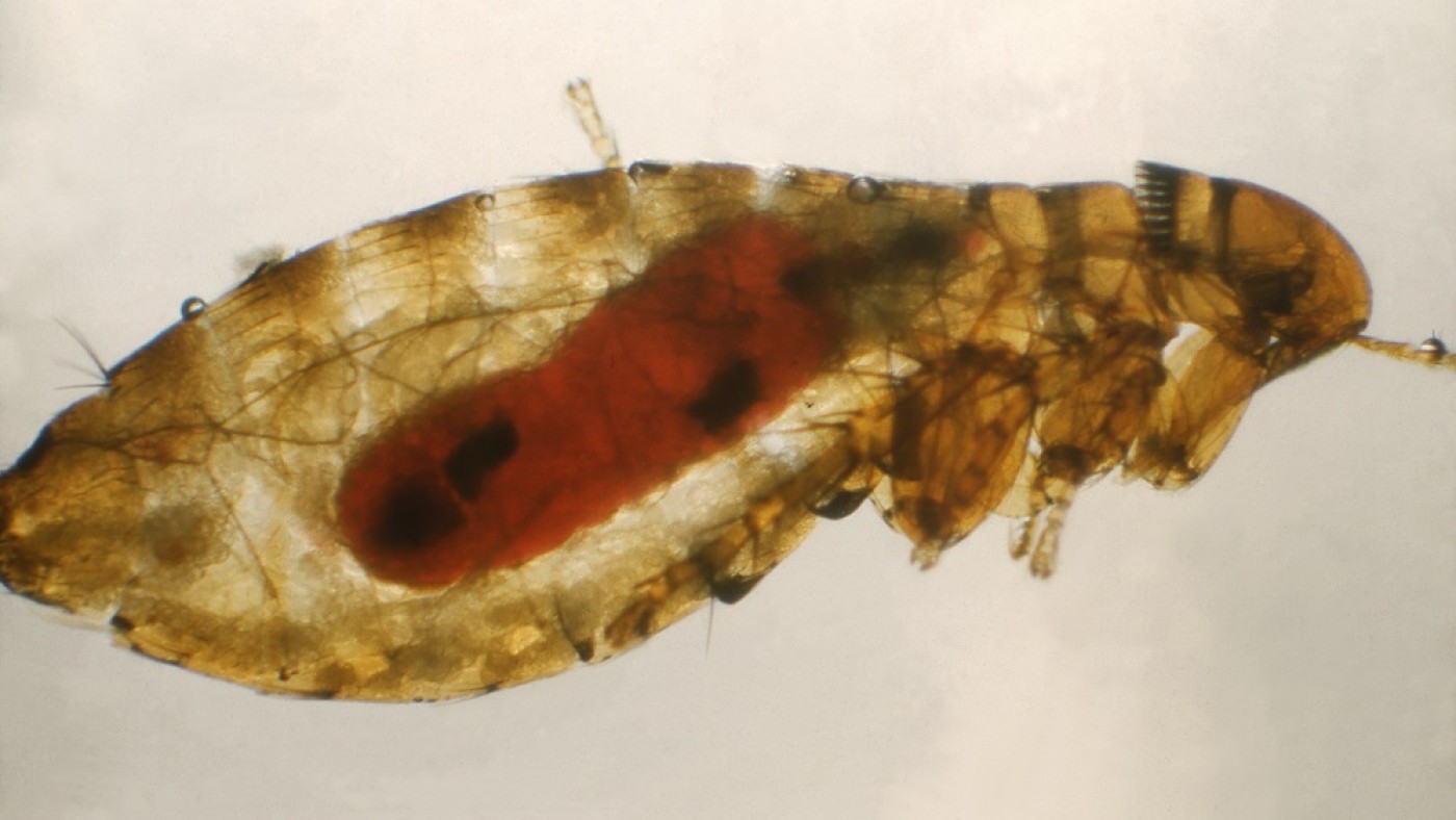 Plague
infected flea Plague infected flea | © Public Health Library (PHIL)